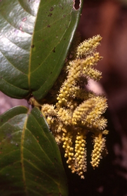 Crypteronia borneensis